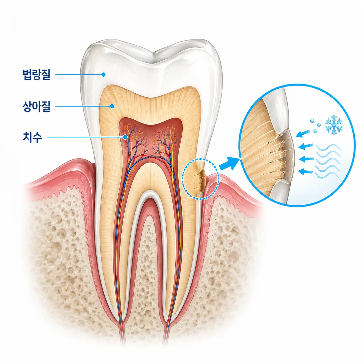 법랑질 상아질 치수 구조와 치경부 상아질 노출 지점을 보여주는 치아 단면 도해