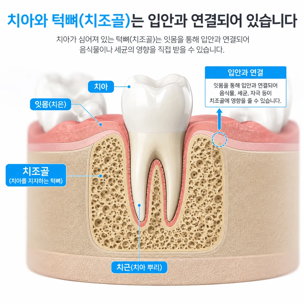 치조골이 입안과 맞닿아 있는 구조 설명 그림