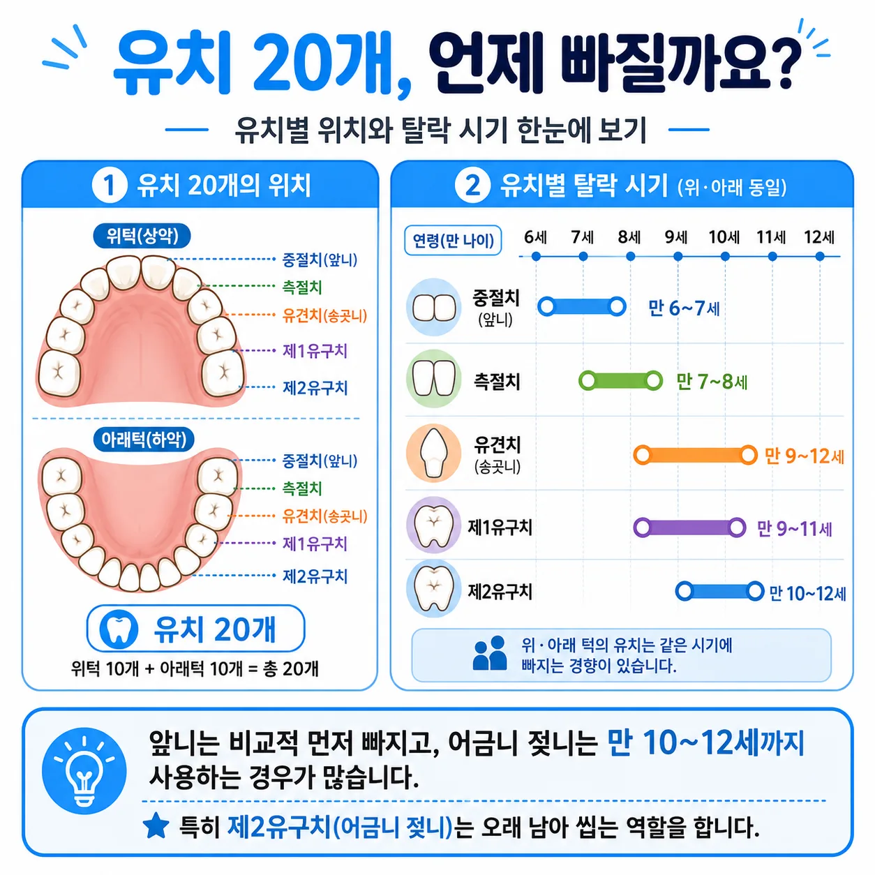 유치별 탈락 시기와 어금니 젖니를 만 10~12세까지 쓰는 구간 도표